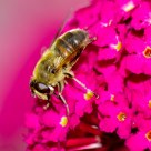 The Bee